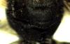 Osmia sp.
